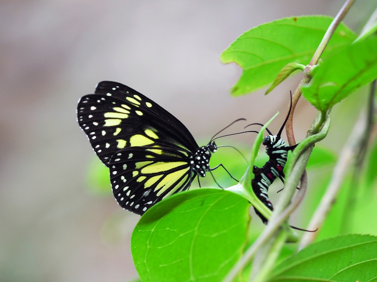 Butterflies feed on live young to steal chemicals for 'wedding gifts' | Mirage News