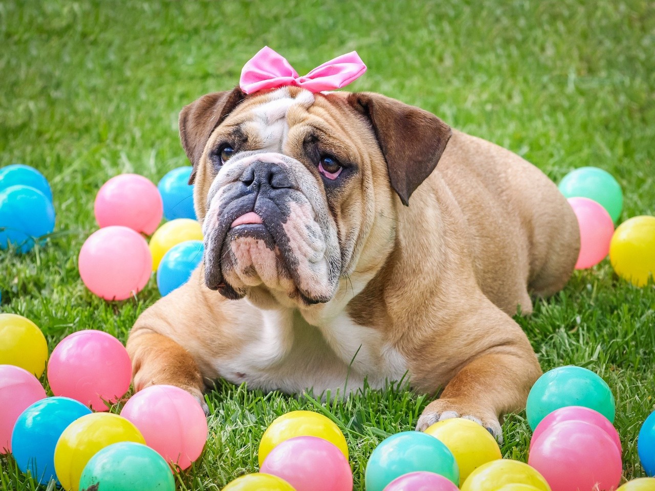 photo of a bull dog with a pink ribbon surrounded by colourful balls