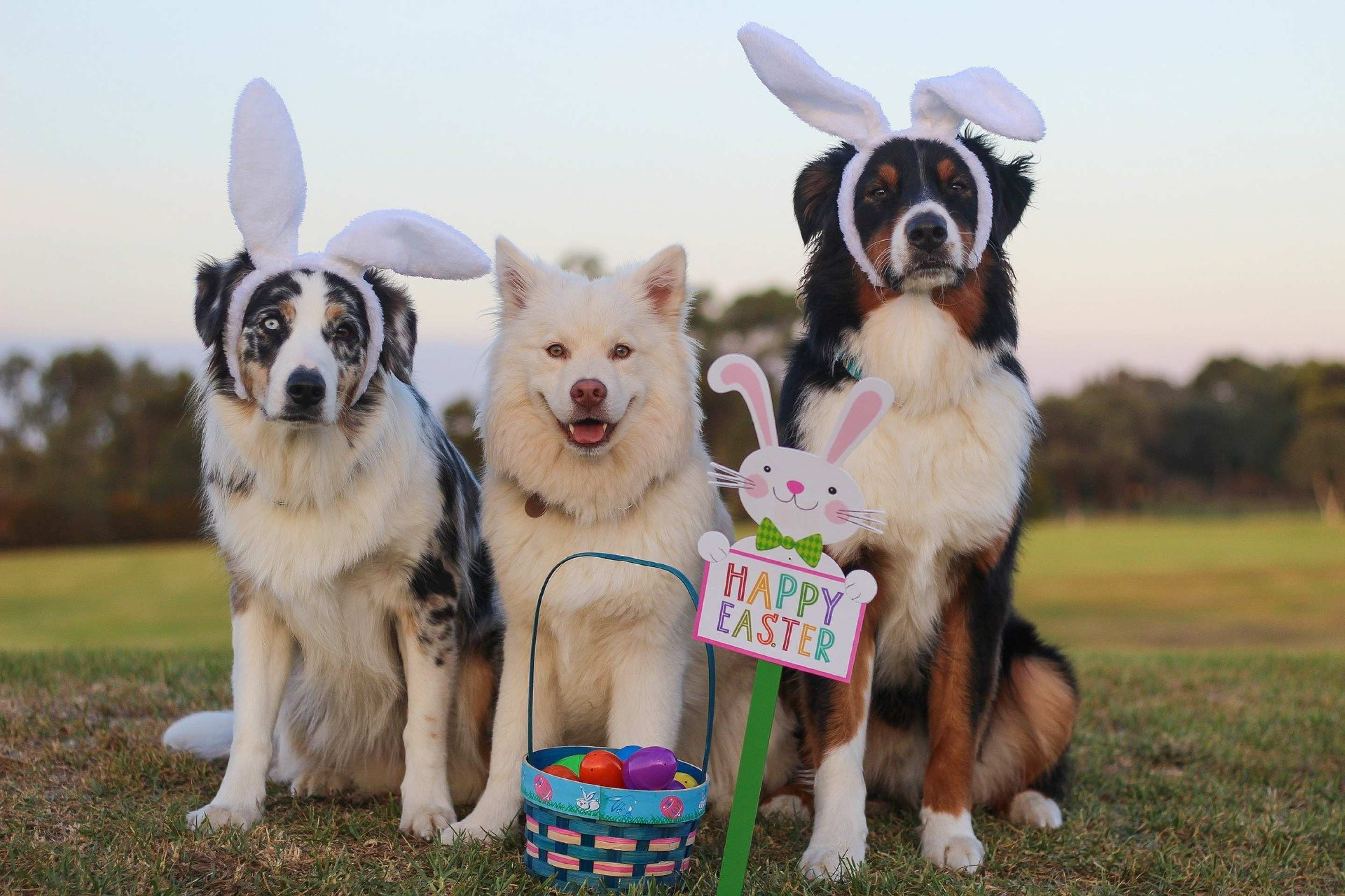photo of three dogs in Easter bunny rabbit ears