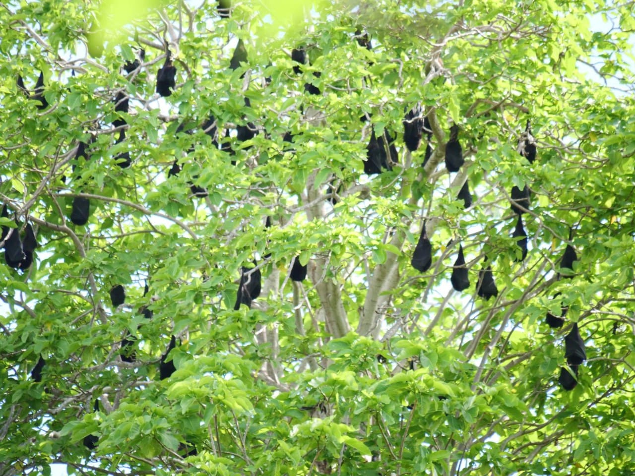 Christmas Island flying foxes in a tree.