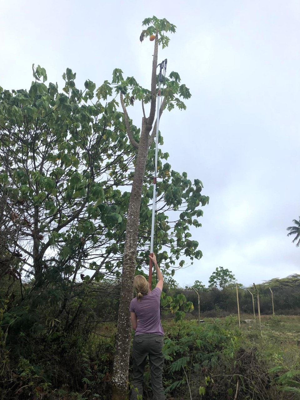 PhD student Laura Pulscher collecting a papaya fruit for nutritional analysis.