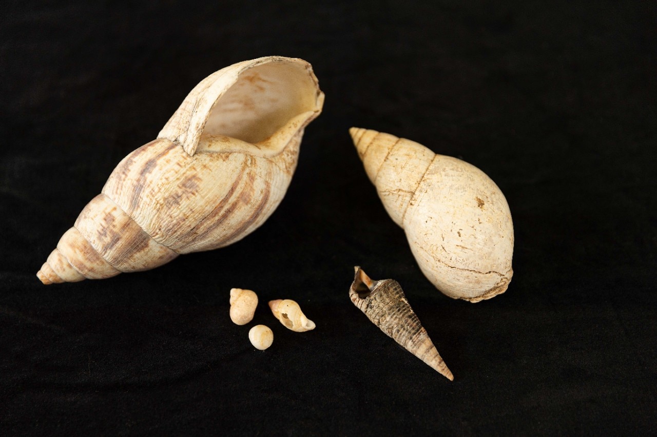 photo of two giant African land snail shells and some smaller shells for size comparison