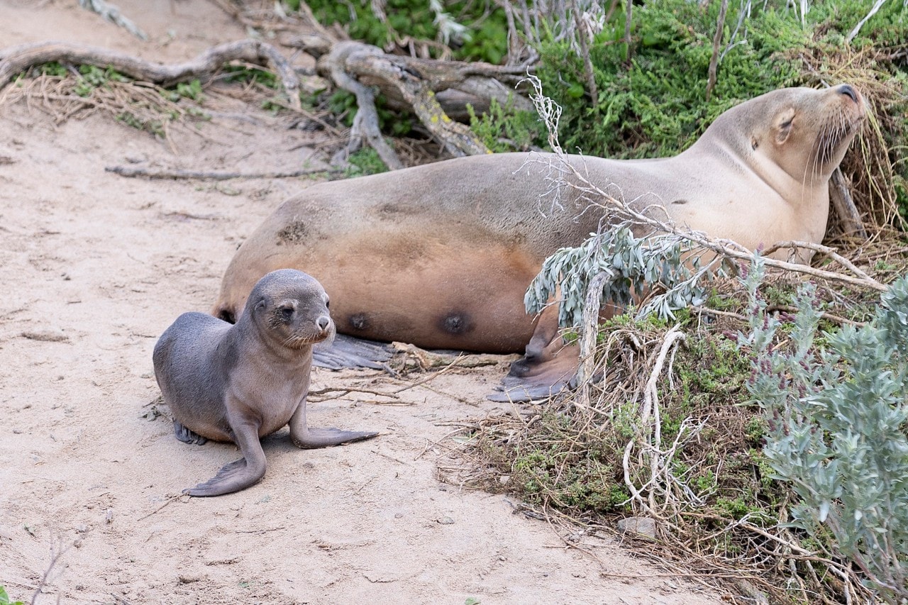 A sea lion mother and her pup.