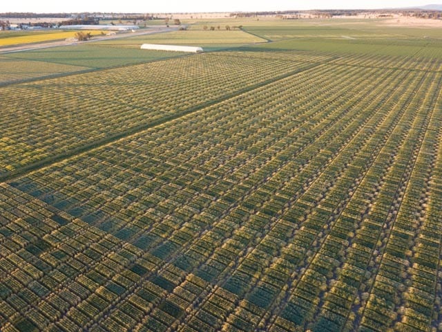 Wheat breeding field plots in Narrabri, northwestern NSW. 