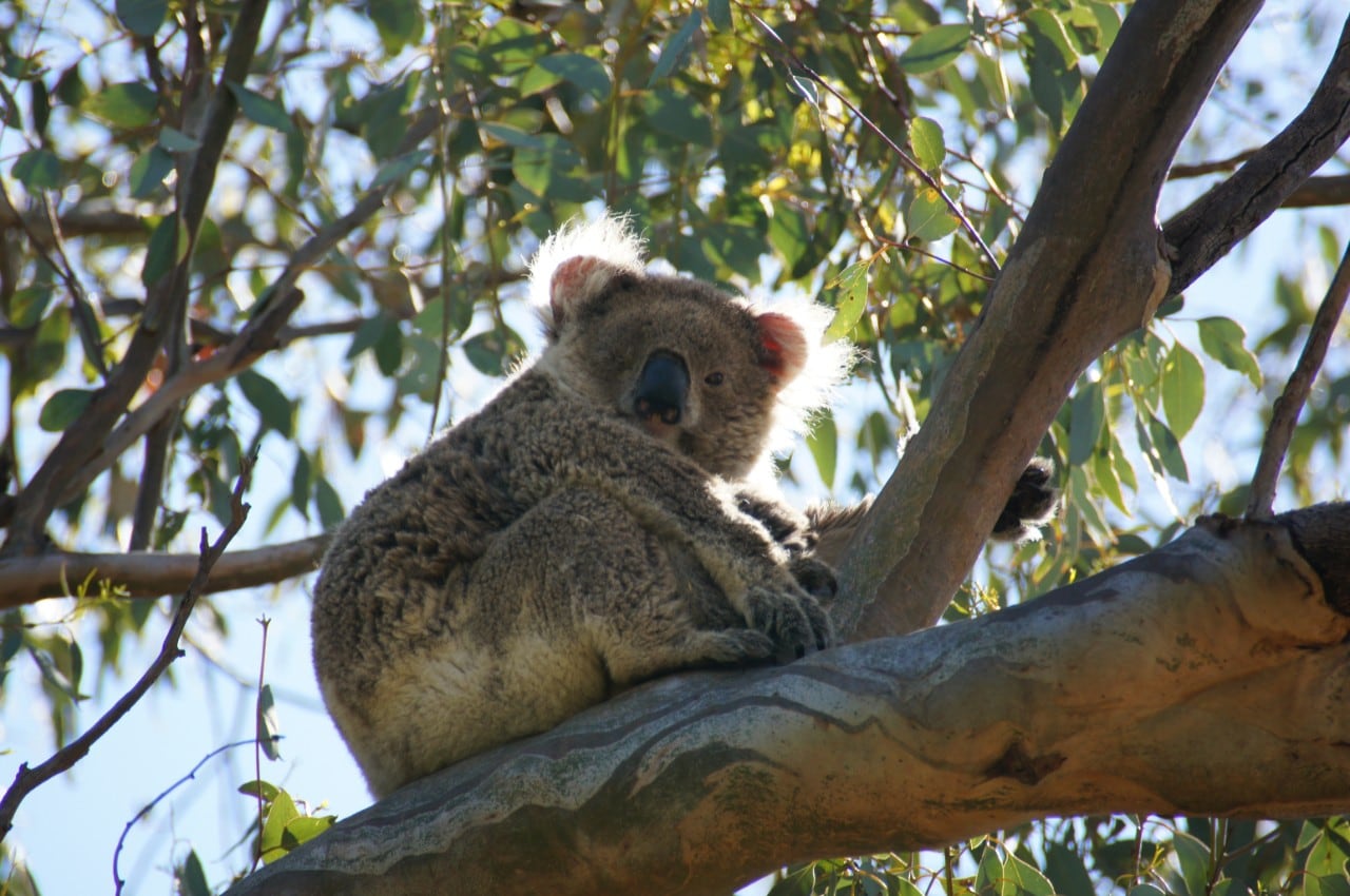 A koala in a tree.