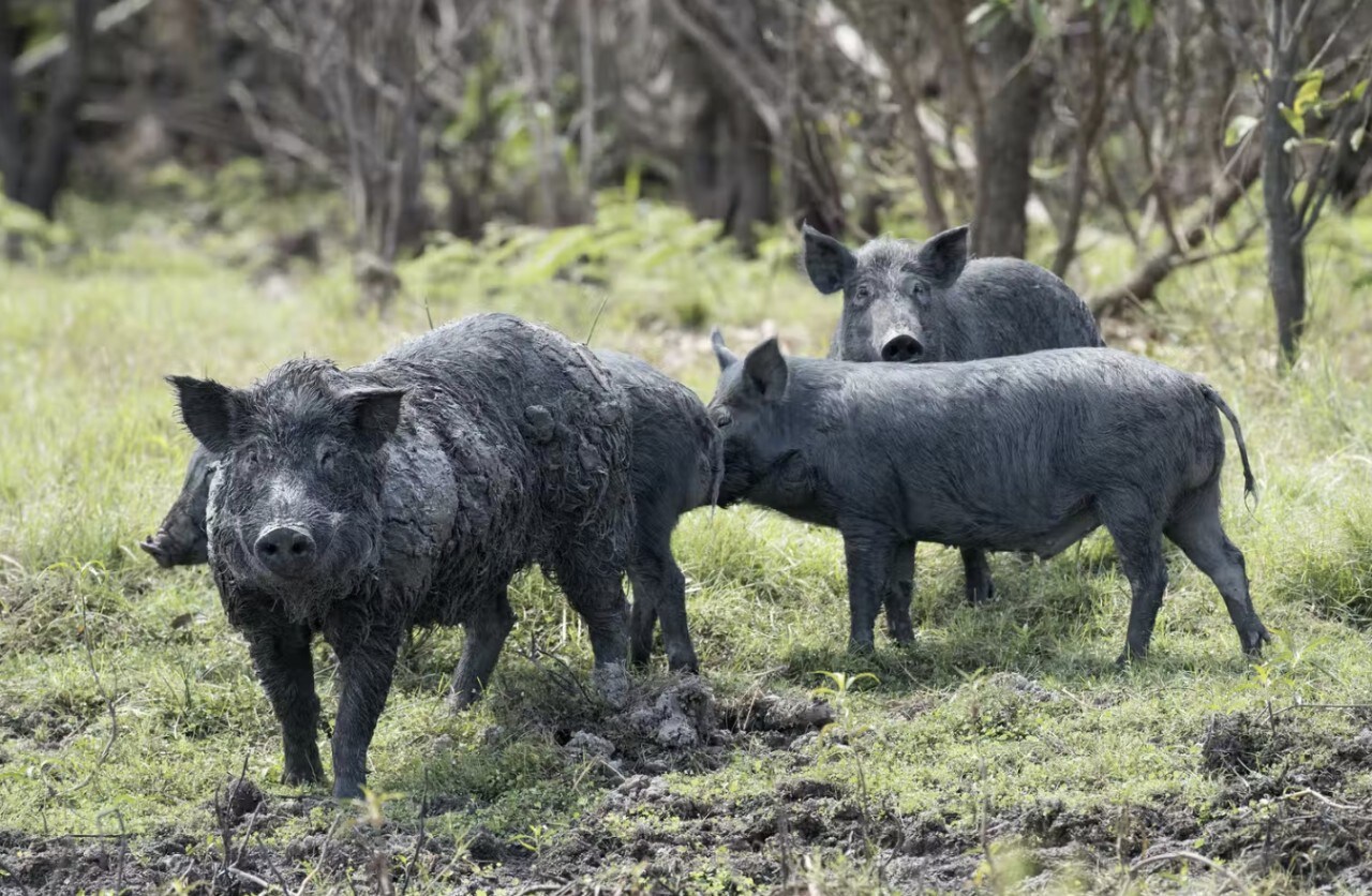 Feral pigs.
