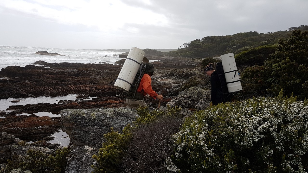Trapping devils for testing in southwest Tasmania. 