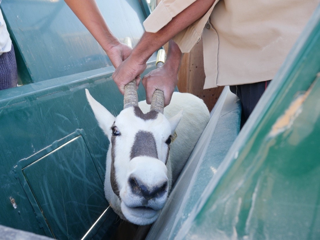Restraining an animal in the Al-Wusta Wildlife Reserve, Oman, so it can be genetically tested. 
