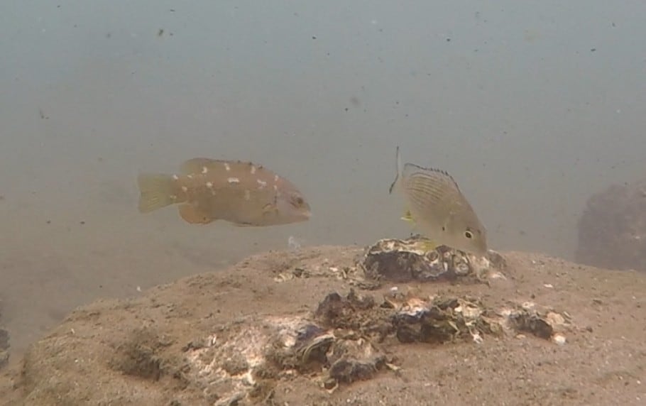 Juvenile Eastern Blue Groper (left) on an oyster reef in Crookhaven.