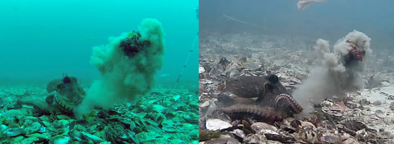 Octopuses caught on camera throwing objects.