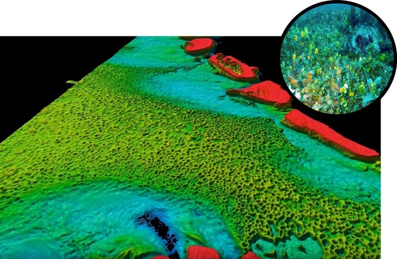 Lidar Image of Halimeda bioherms and a seafloor image