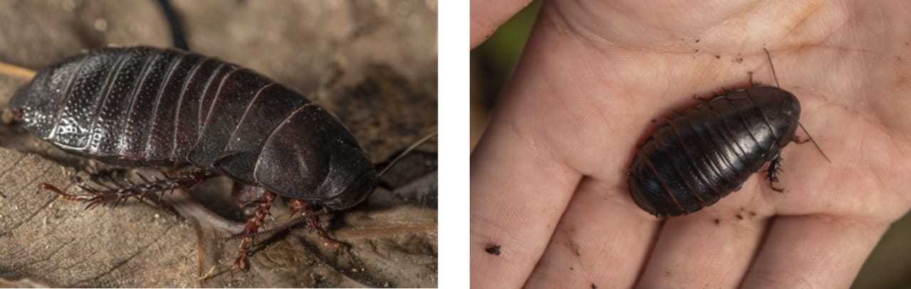 The Lord Howe Island wood-feeding cockroach, Panesthia lata 