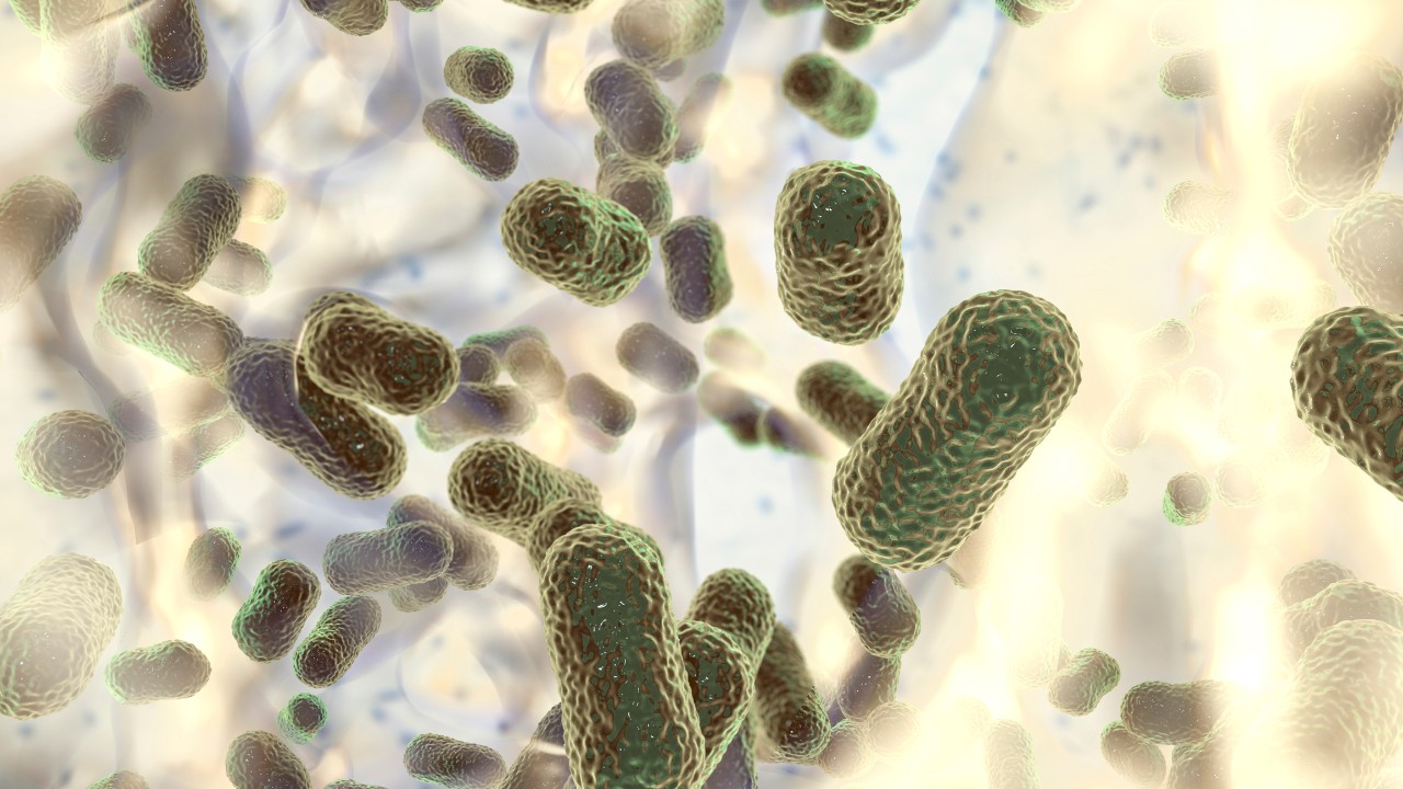 Rendering of Acinetobacter baumannii, a multi-drug resistant bacteria