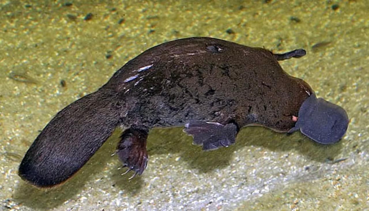 A platypus that is approximately 1/18th of the size of Asteroid 2023 FH7. Stefan Kraft/Wikimedia