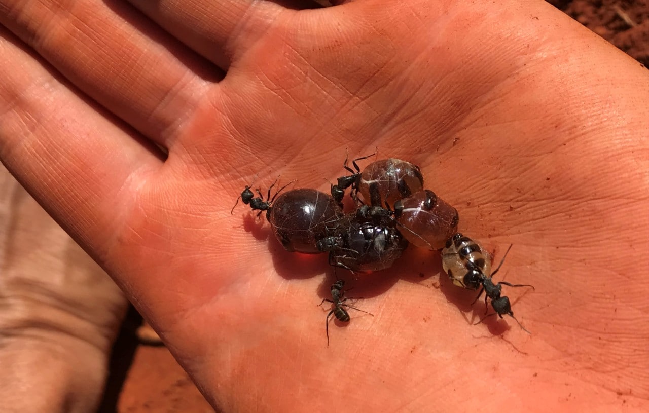 Australian honeypot ants held in the palm.