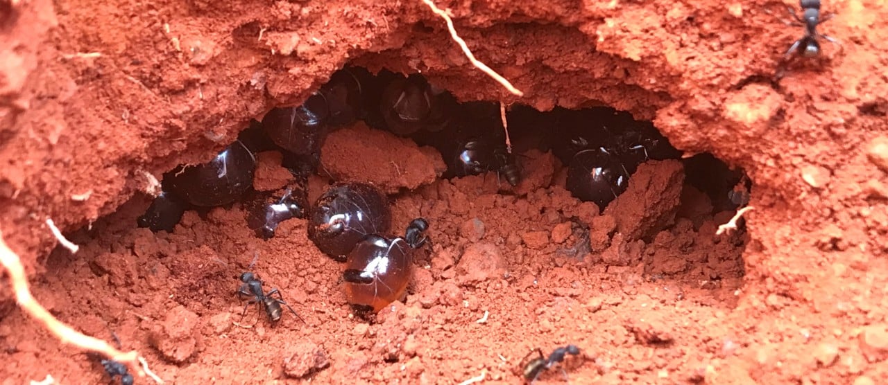 A colony of Australian honeypot ants. [Credit: Danny Ulrich]