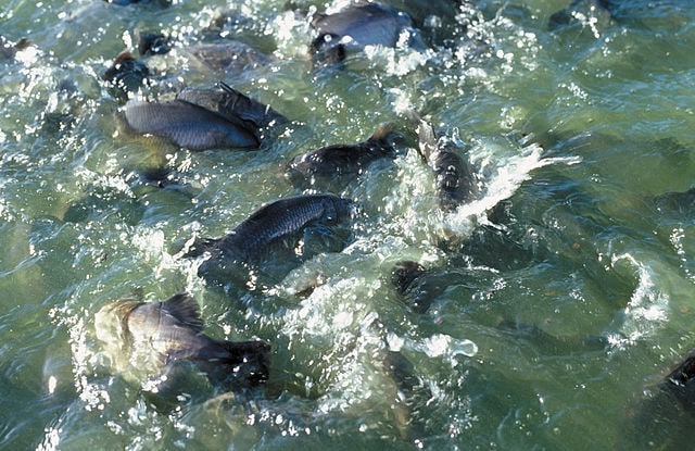 Barramundi fish feeding at a fish farm in Queensland.