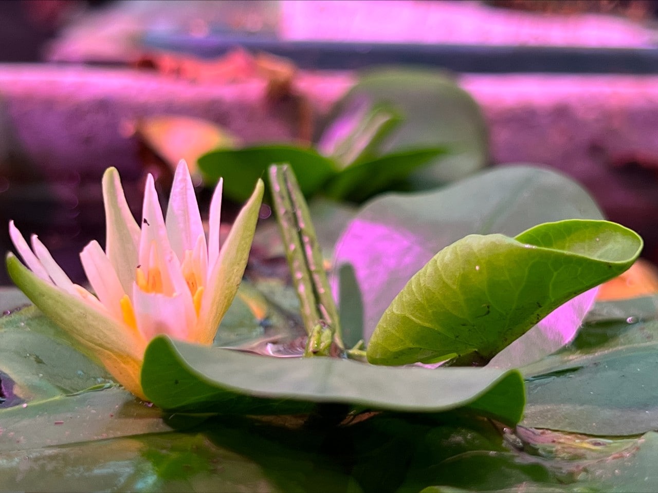 World’s smallest waterlily Nymphaea thermarum has never been reintroduced [credit: John Ewen]