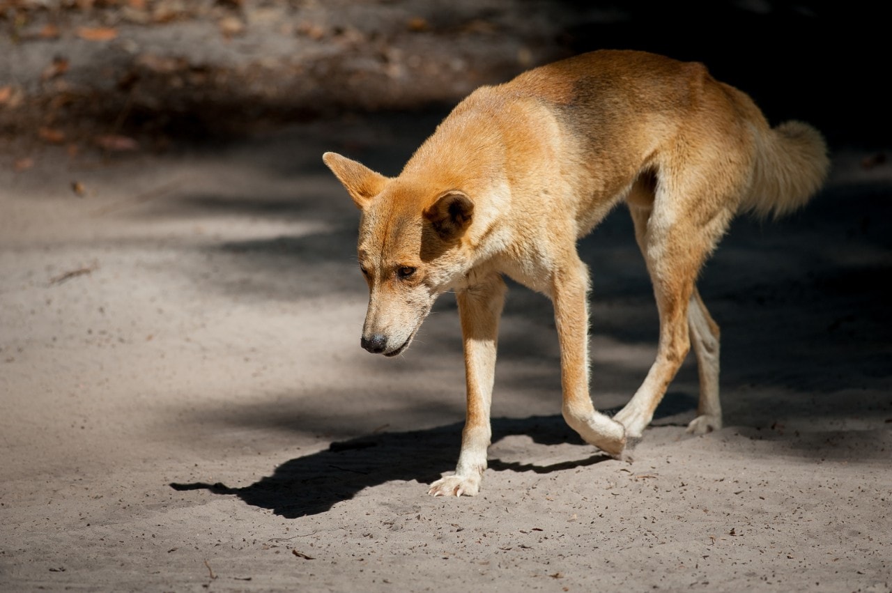 Lost Puppy Found in Australia Is Actually Rare Dingo, DNA Test
