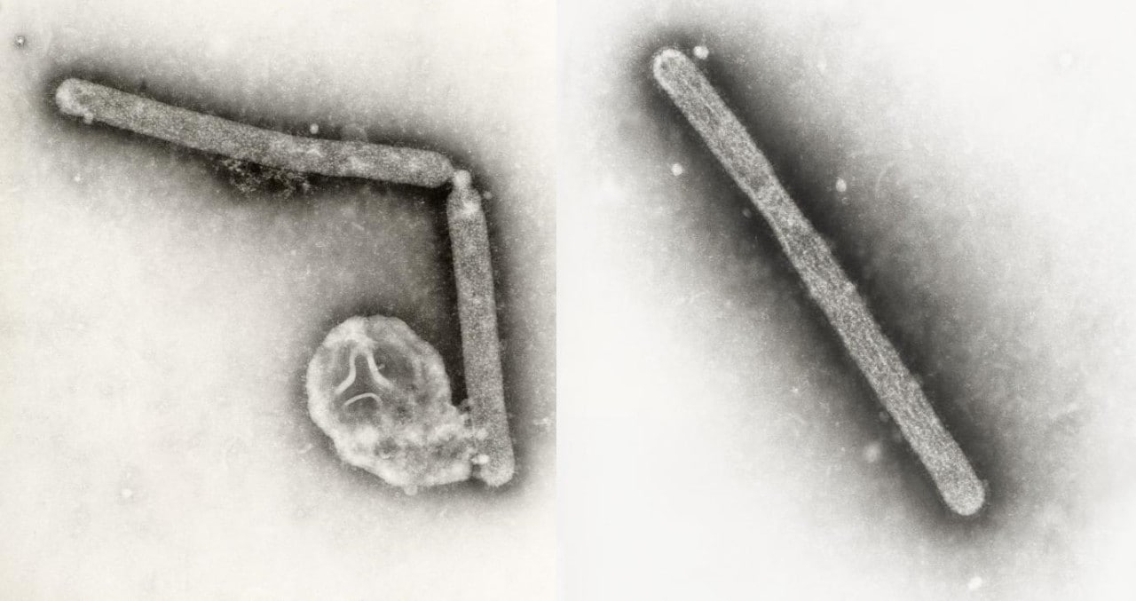 Avian influenza H5N1 under an electron microscope [Credit: Cynthia Goldsmith, Jackie Katz]