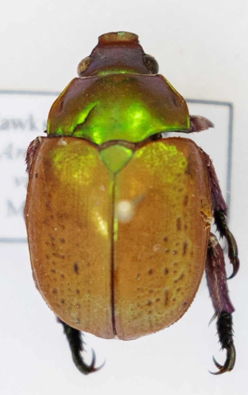 Christmas beetle specimen 