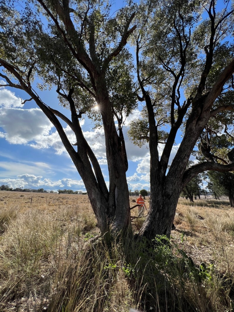 Tree and scrub with person surveying in background