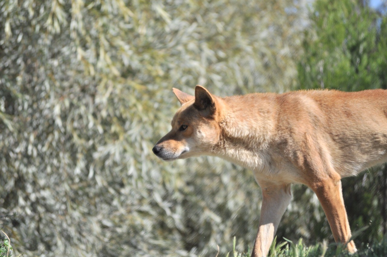 A dingo hunting