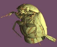 3-D image of a beetle