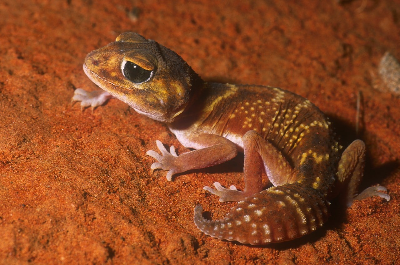 A new chance for native animals threatened by feral invaders - The  University of Sydney