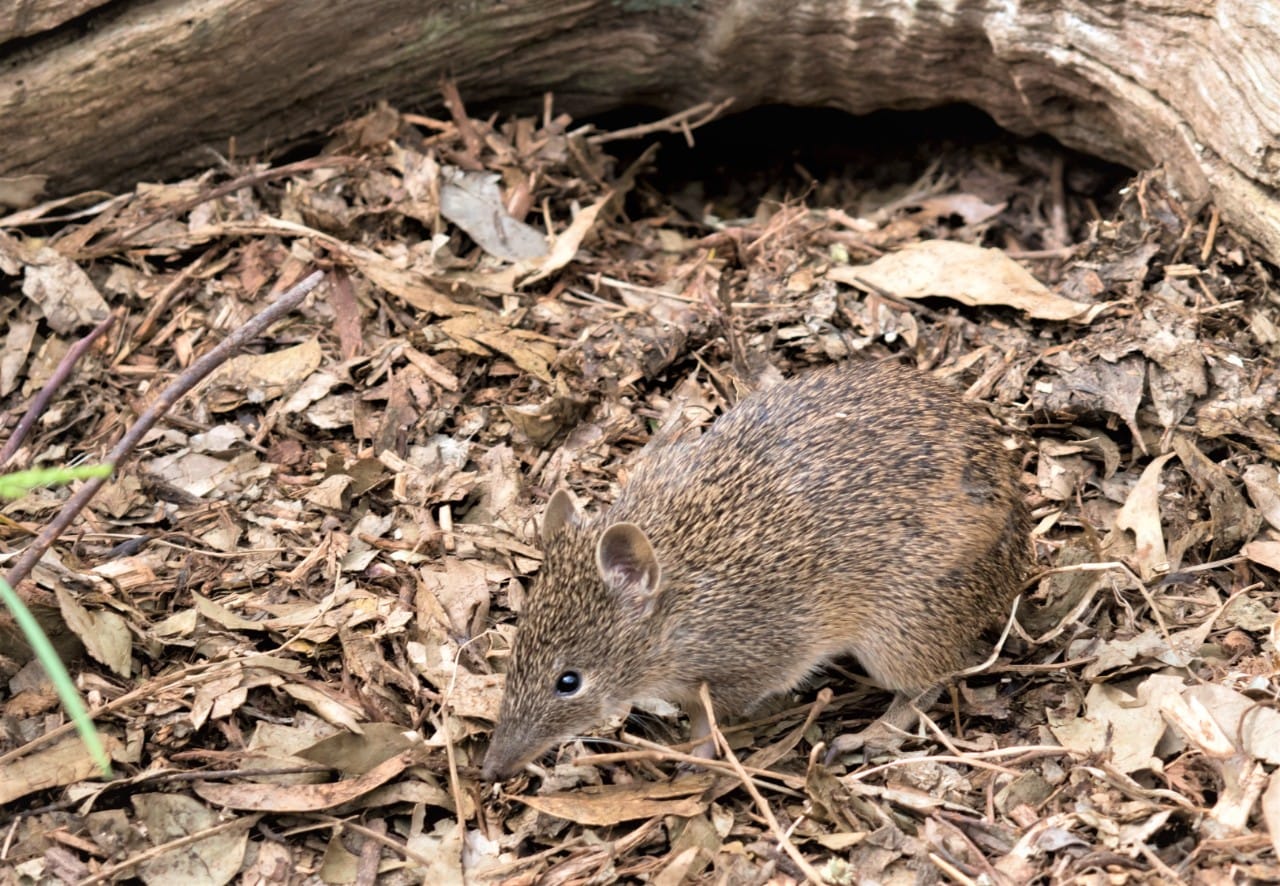 Bandicoot on leaf litter, in front of a log
