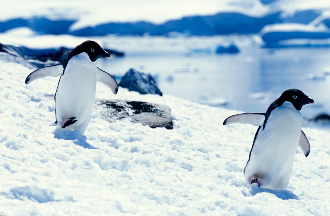 Two Adelie penguins