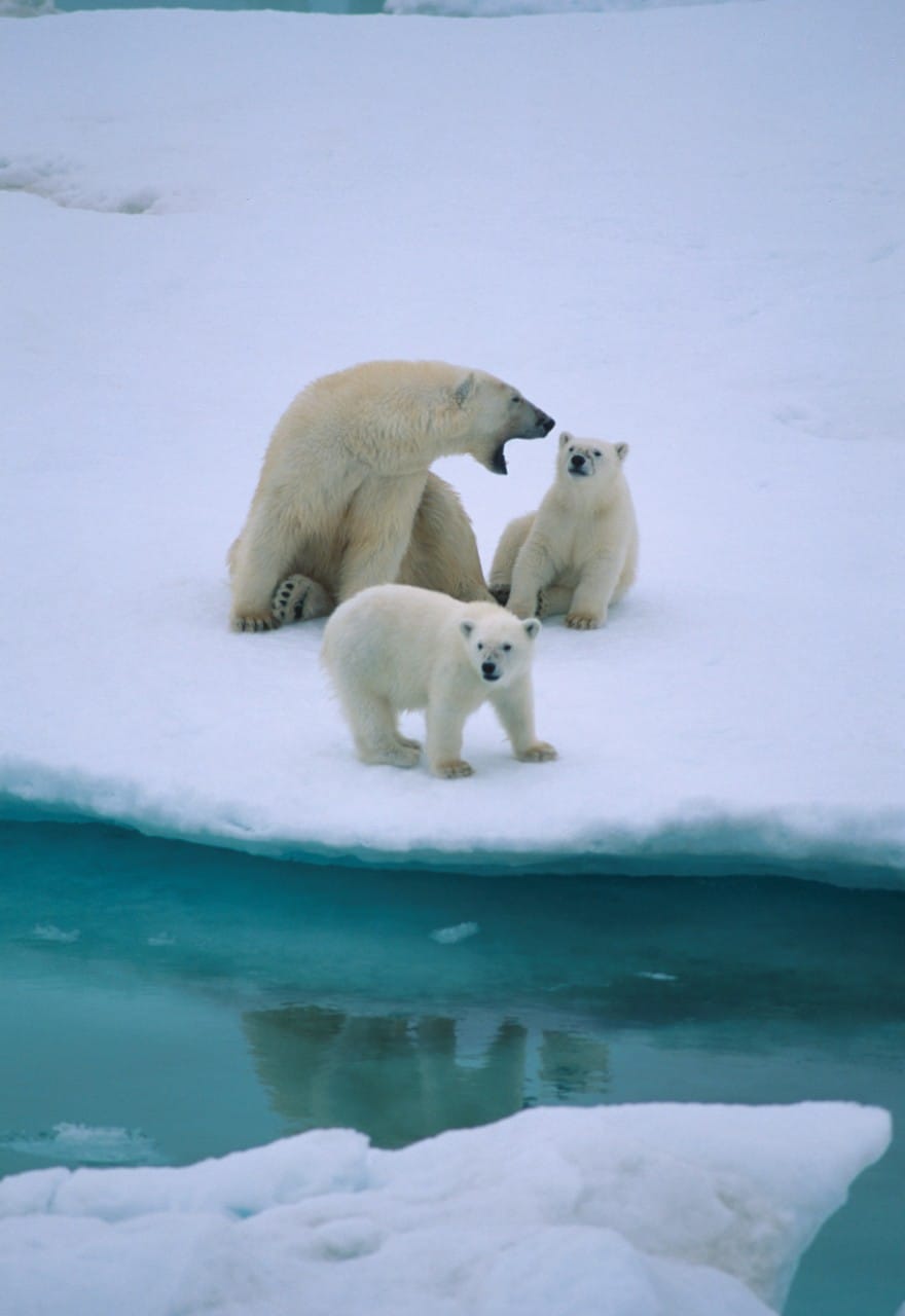 A mother polar bear scolding her baby