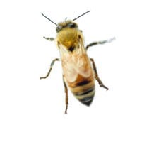 A Western honey bee, Apis mellifera