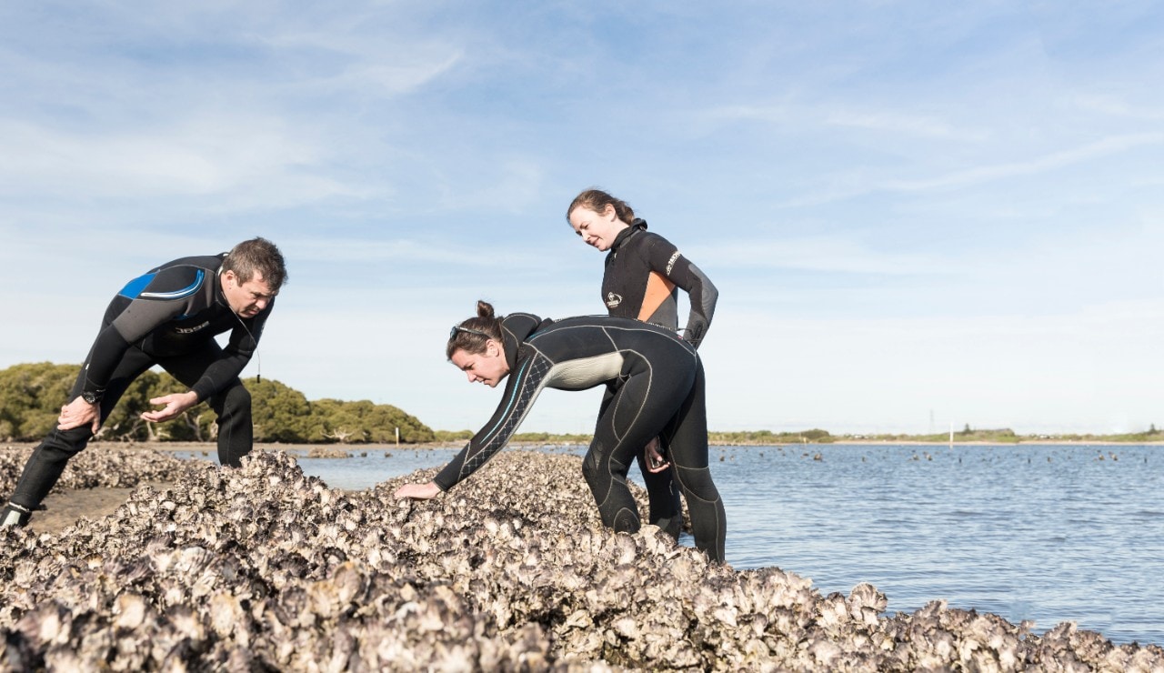 University researchers working to restore Sydney's oyster reefs.