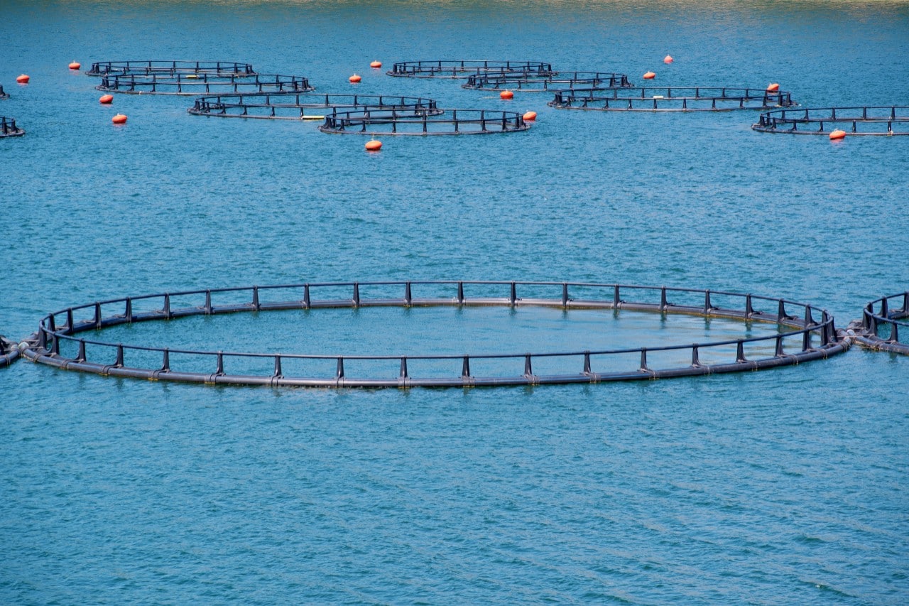 Sea cage for fish farming 