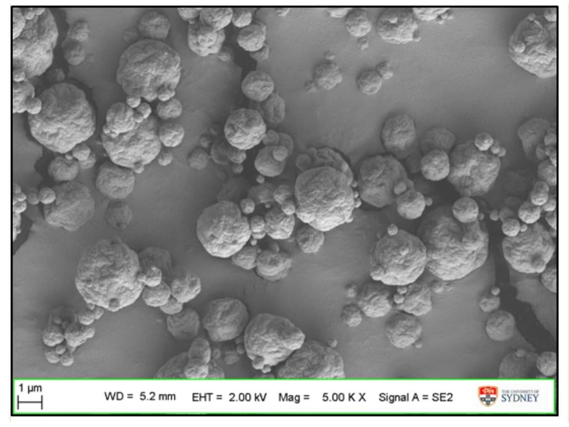 SEM image of powders containing phage