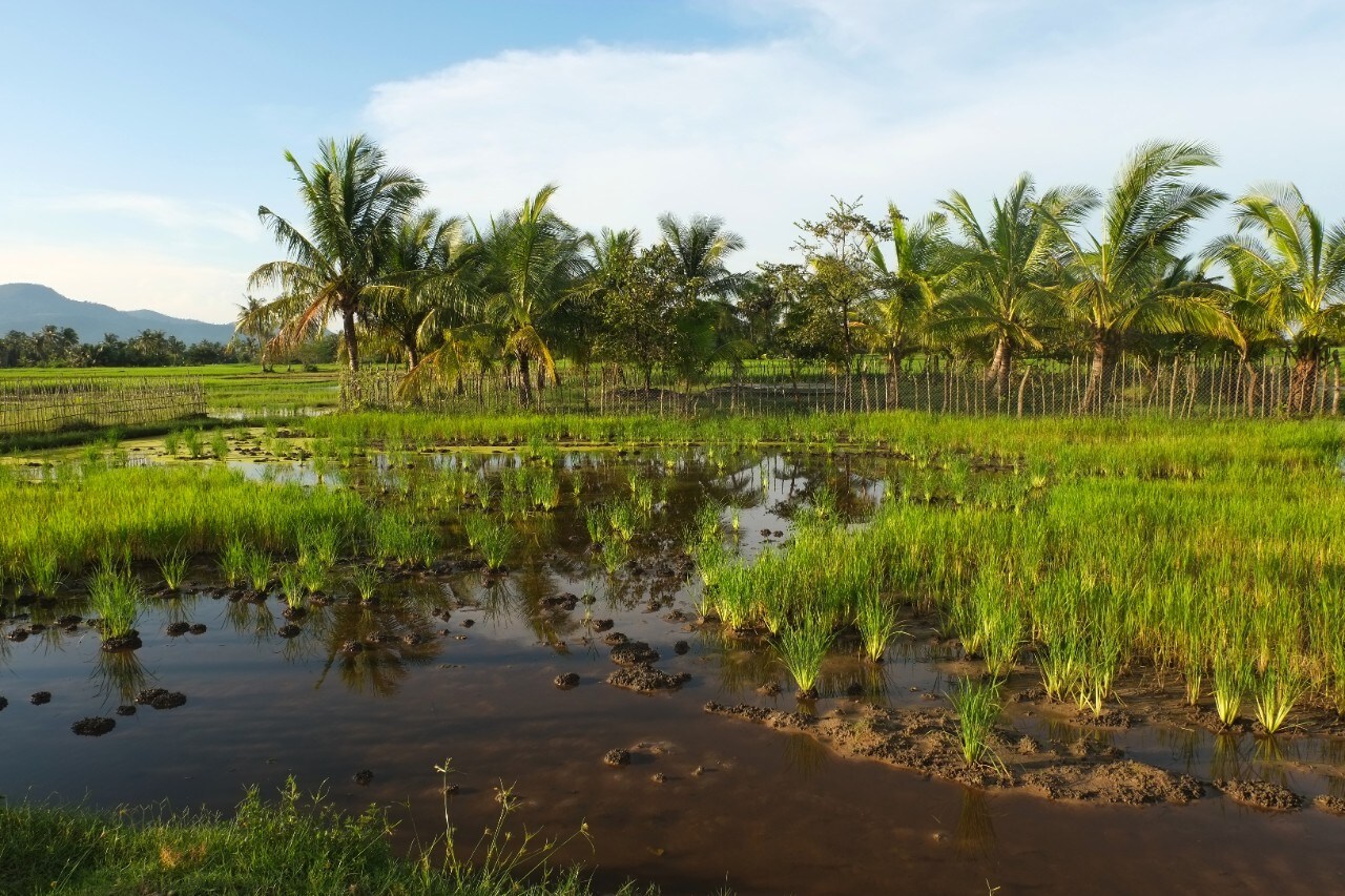 Photograph of rice fields in Cambodia