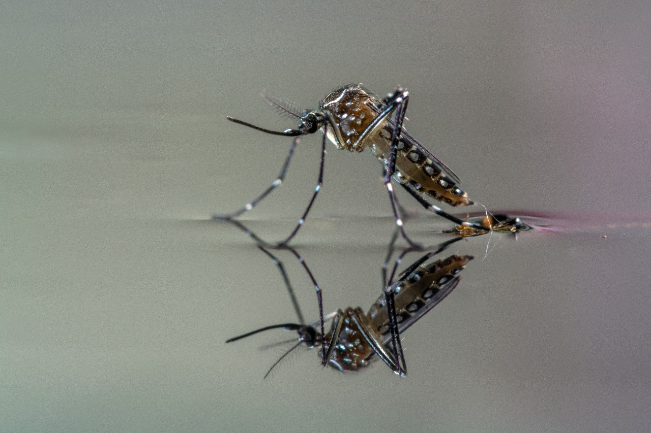Close-up of mosquito and its reflection on a body of water
