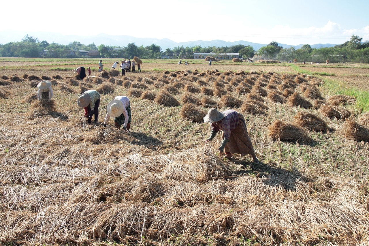 Photograph of group of people farming in rural Myanmar